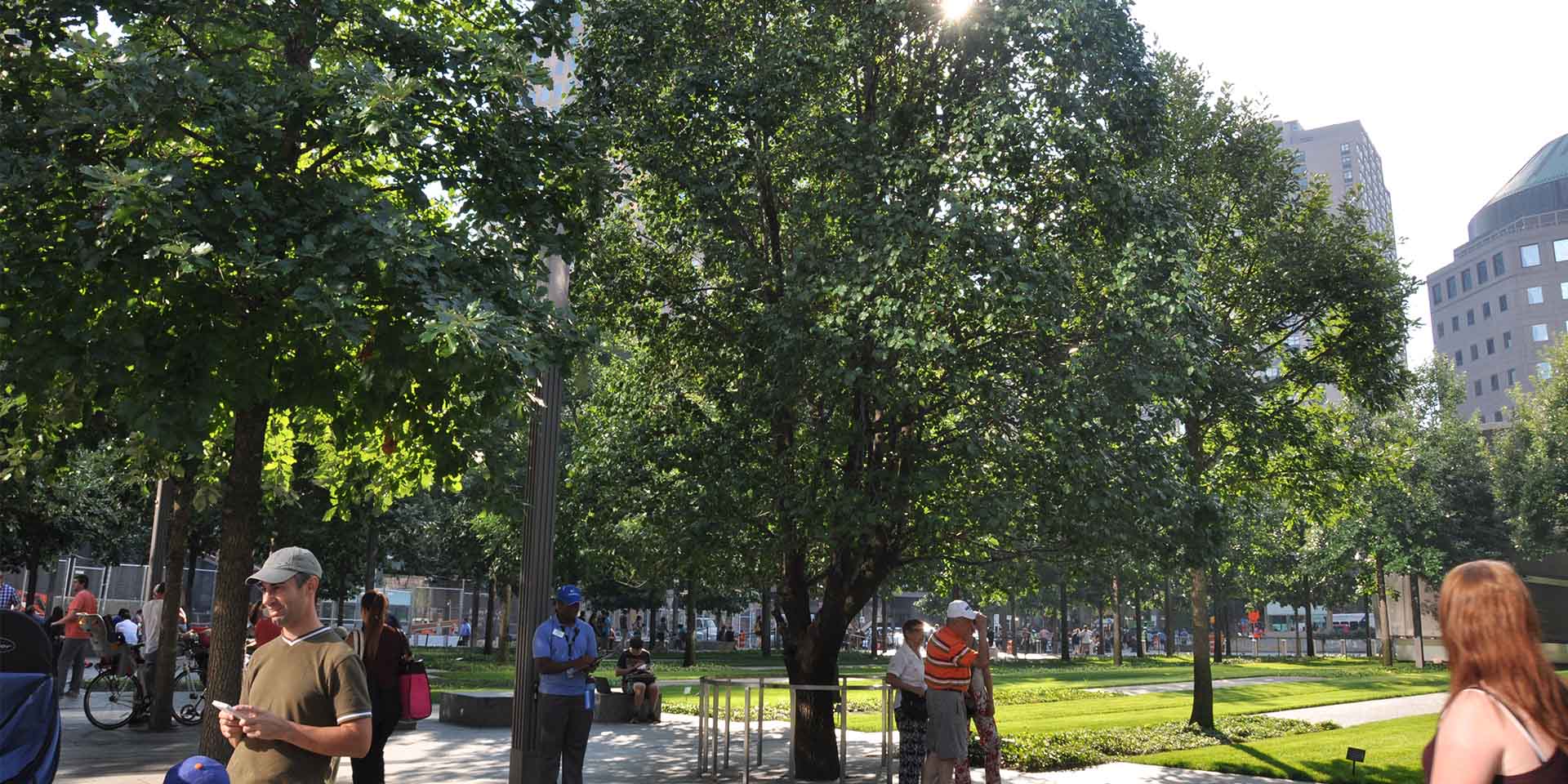 Árbol sobreviviente en el 9/11 Memorial en la ciudad de Nueva York