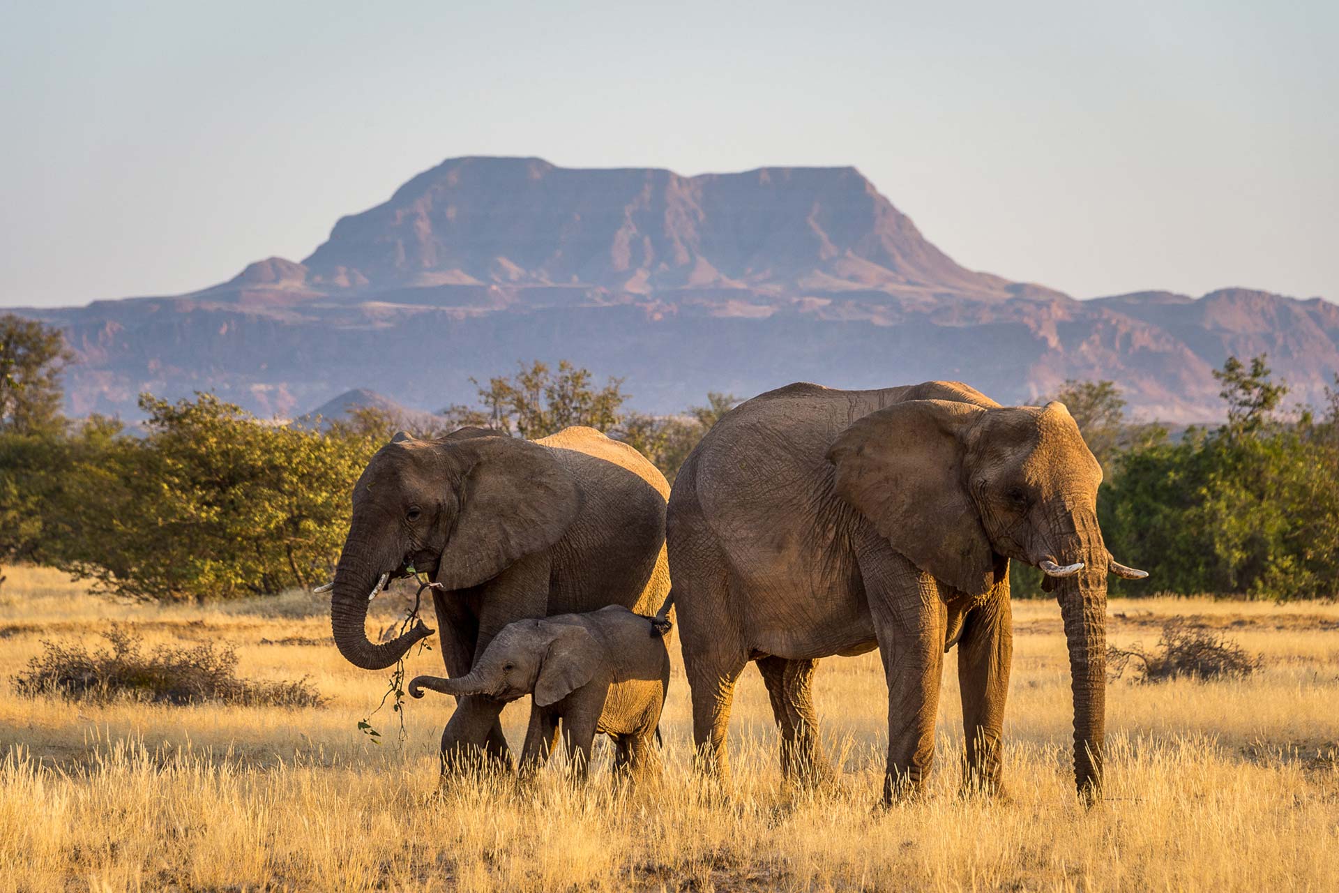 Elefantes adaptados al desierto en Damaraland