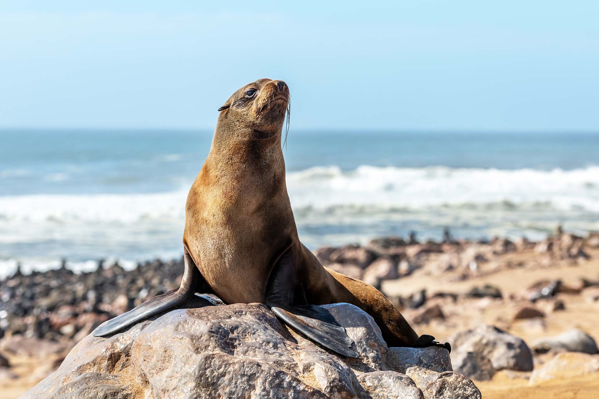 La colonia de cría de focas del Cabo más famosa de la costa de Namib