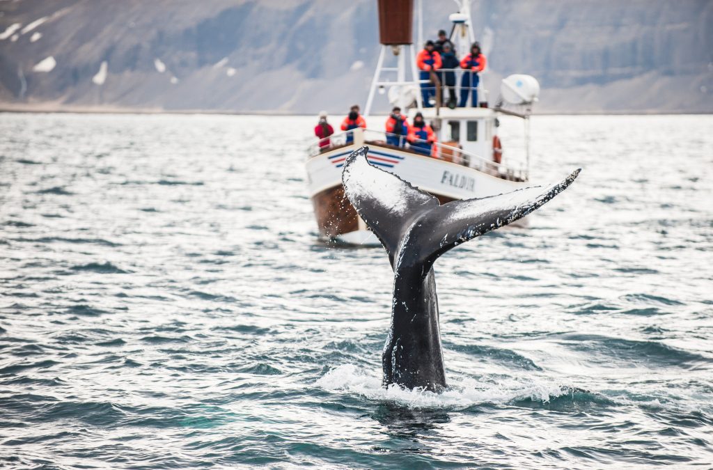 A whale's tail sticking out of the water as a group of people on a wooden boat photograph it.