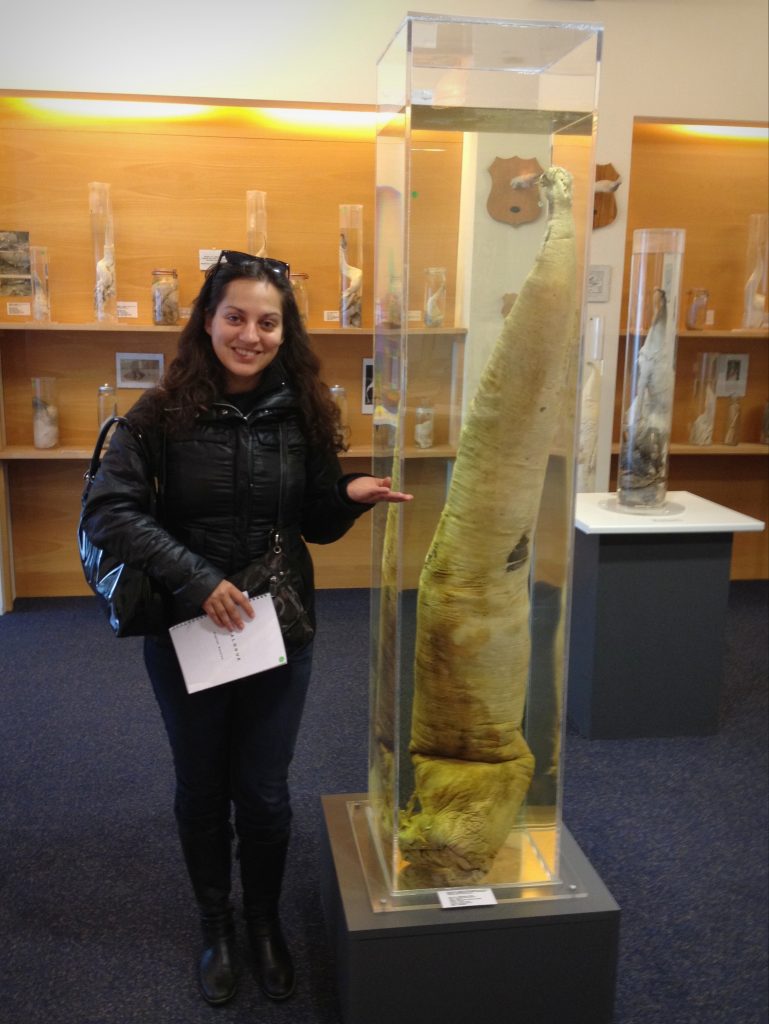 Kate stands next to an enormous sperm whale penis encased in glass, holding a hand up as if to say 
