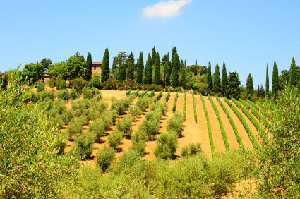 Colina del aceite de oliva, Italia