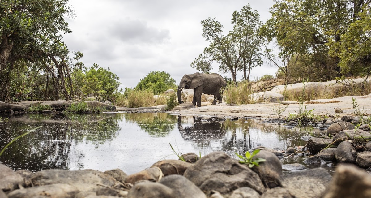 Elefantes en el Parque Nacional Kruger