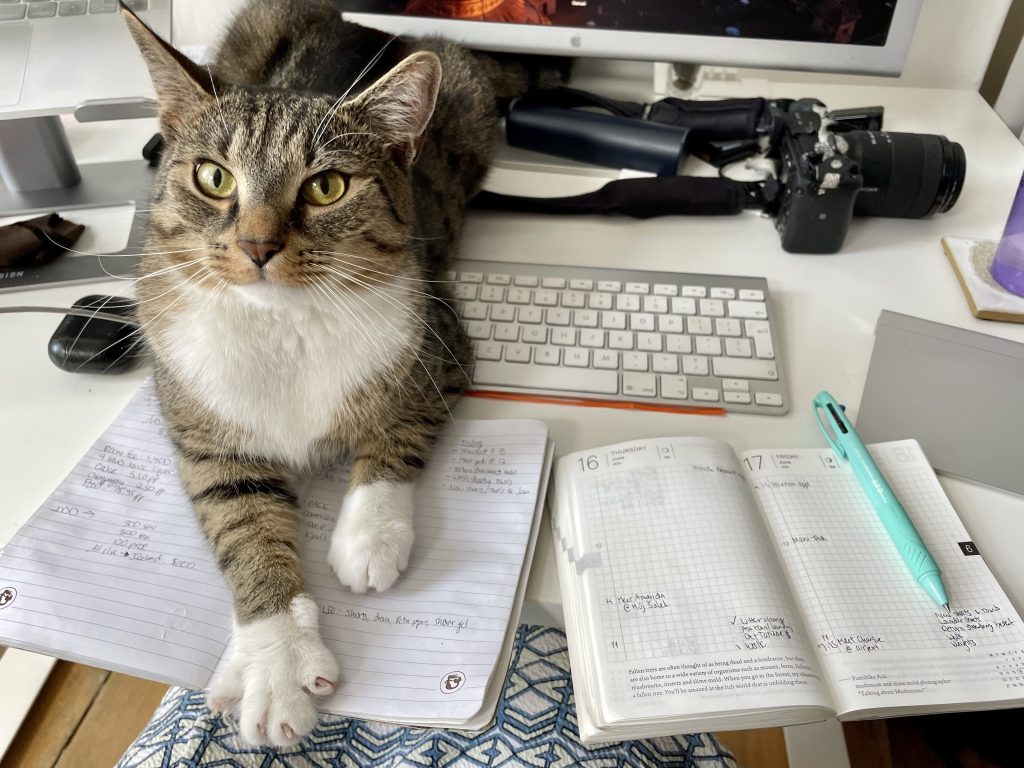 Murray the gray tabby cat with a white belly and white pays sitting across Kate's keyboard, notebook, and planner, looking up expectantly as if he wants to play.