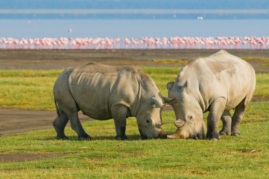 Rinoceronte disfrutando de un delicioso refrigerio en el Parque Nacional del Lago Nakuru