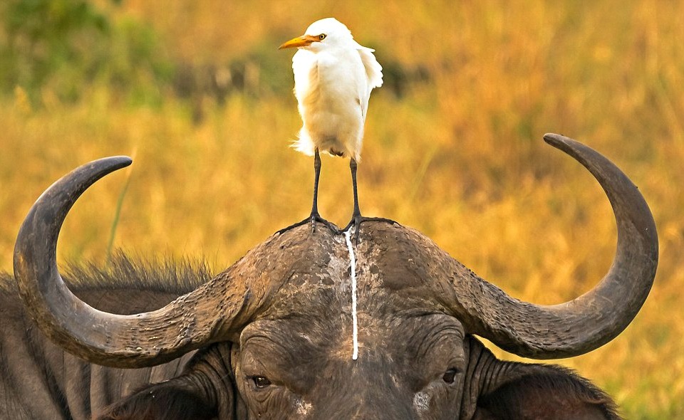 Búfalo con un pájaro en la cabeza en el Parque Nacional Meru