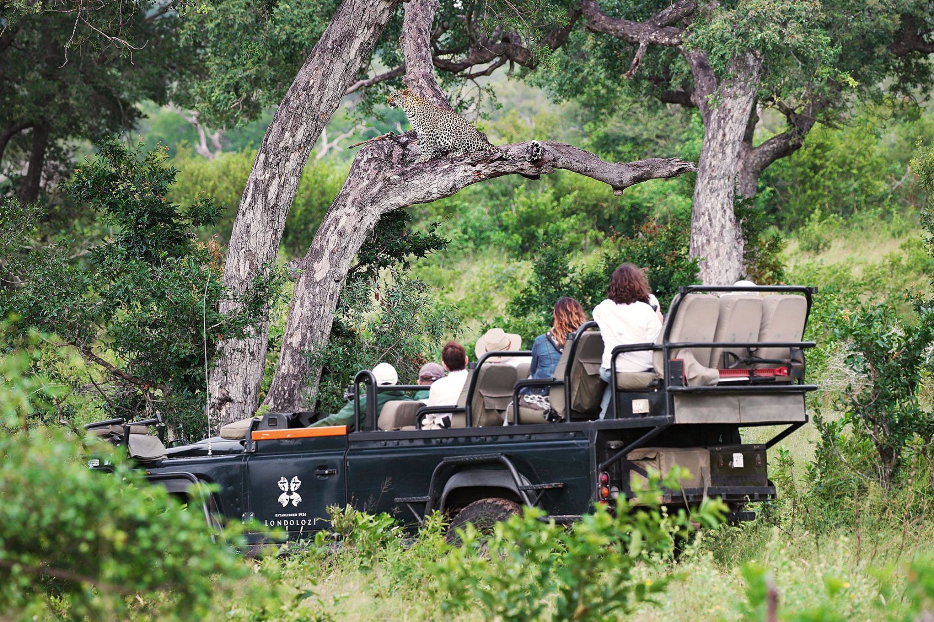 Disfruta de un safari con la compañía de safaris líder en África