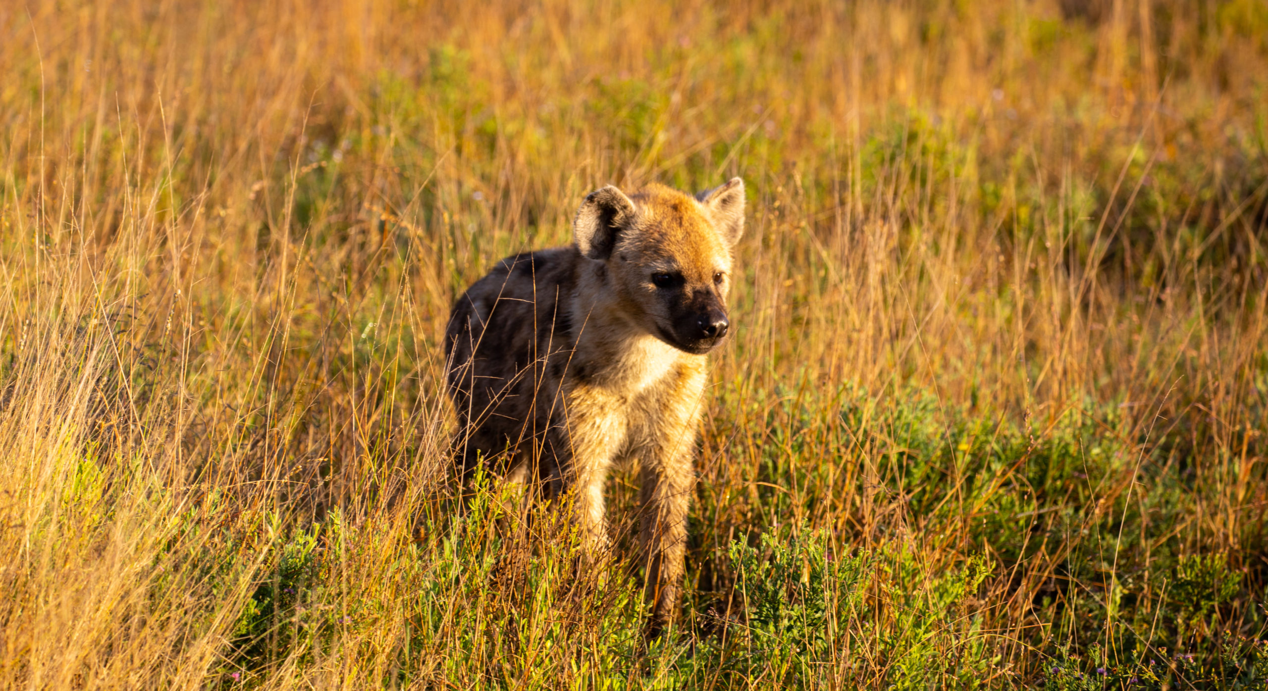 silvan-hyena-in-evening-light-june22-brad-mitchell-1-scaled.jpg