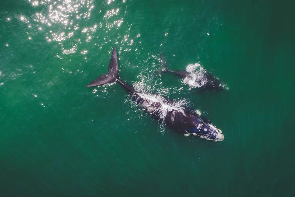 Esta prístina costa sudafricana es ideal para observar ballenas y jugar