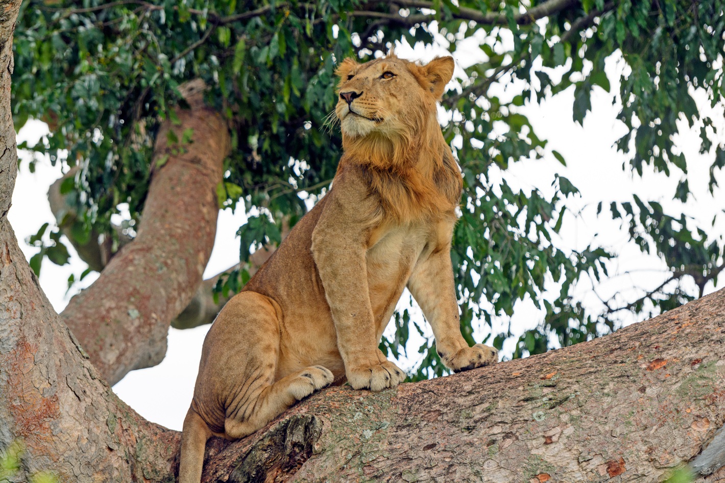 León en el árbol - Mejor época para viajar a Uganda