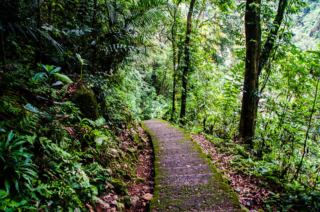 Cherrapunjee Rain Forests, uno de los mejores lugares de Meghalaya