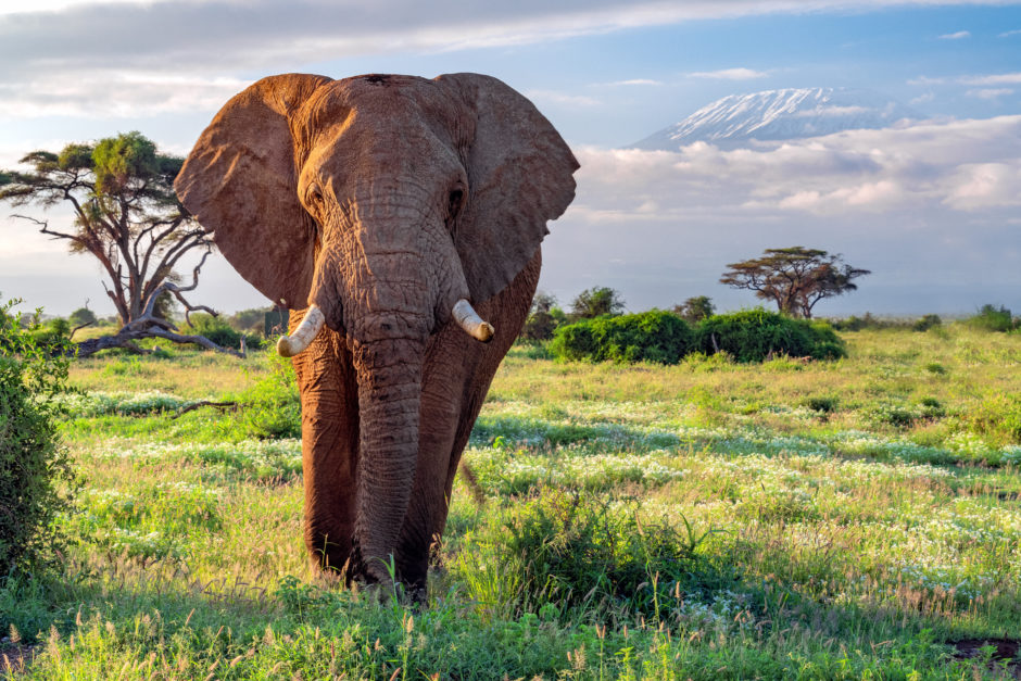 Imagen clásica de un elefante africano caminando a la sombra del Monte Kilimanjaro en el Parque Nacional Amboseli