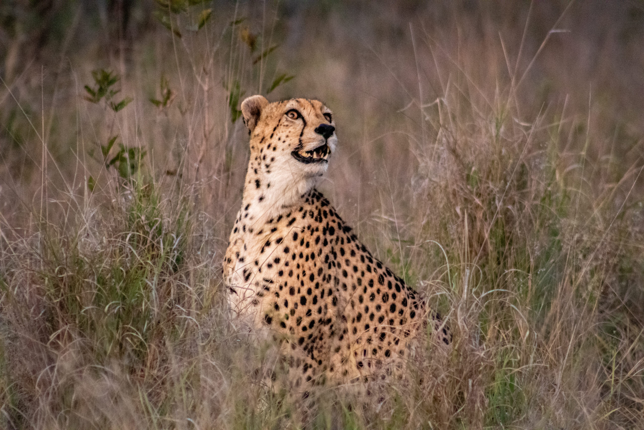 guepardo-cazando-apuntando-silvan-elias-msaya