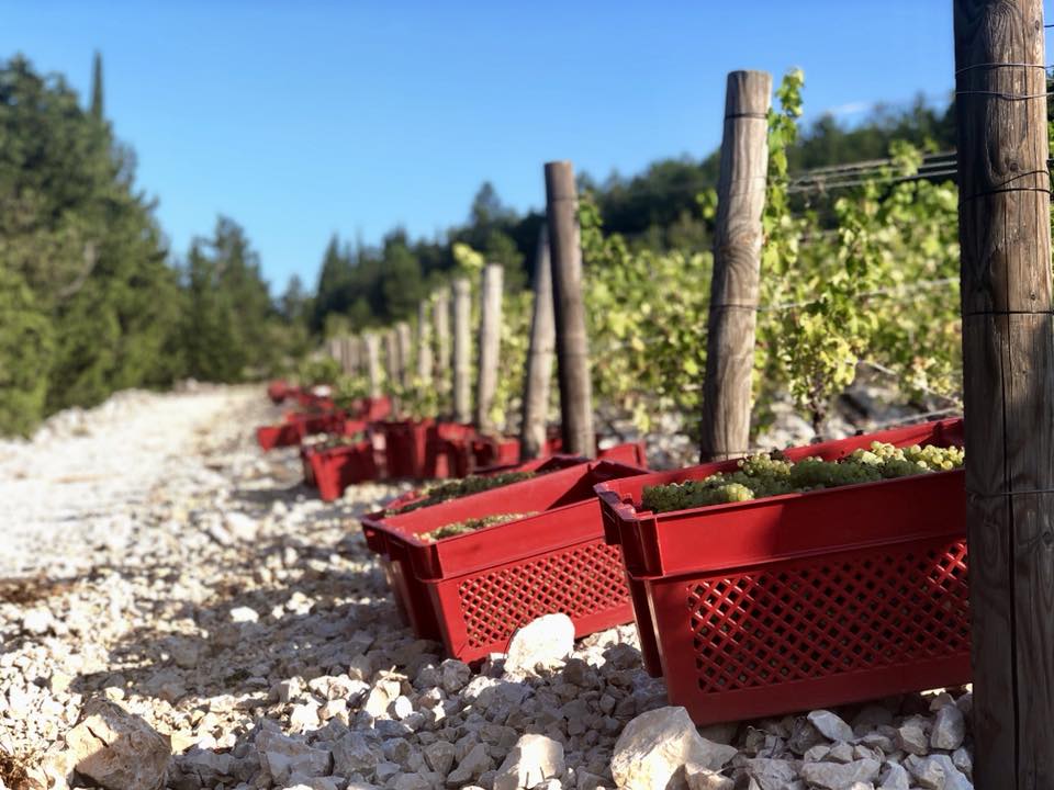 Esta imagen muestra un viñedo con canastas rojas llenas de uvas descansando al sol.