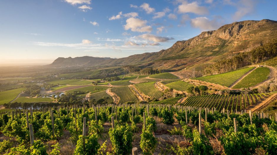 Constantia y sus viñedos son sin duda uno de los mejores lugares para instagramear en Ciudad del Cabo y alrededores
