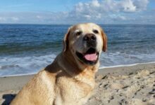 Siete consejos prácticos para un día dog-friendly junto al mar en España