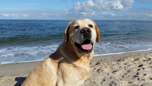 Siete consejos prácticos para un día dog-friendly junto al mar en España