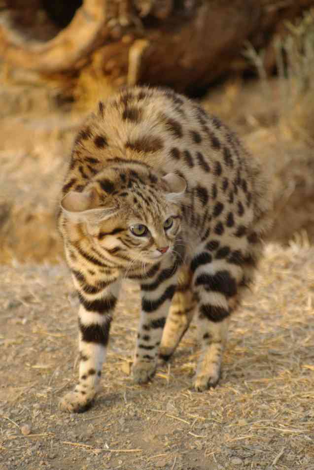 Gato Karoo - Fideicomiso de Conservación de Gatos