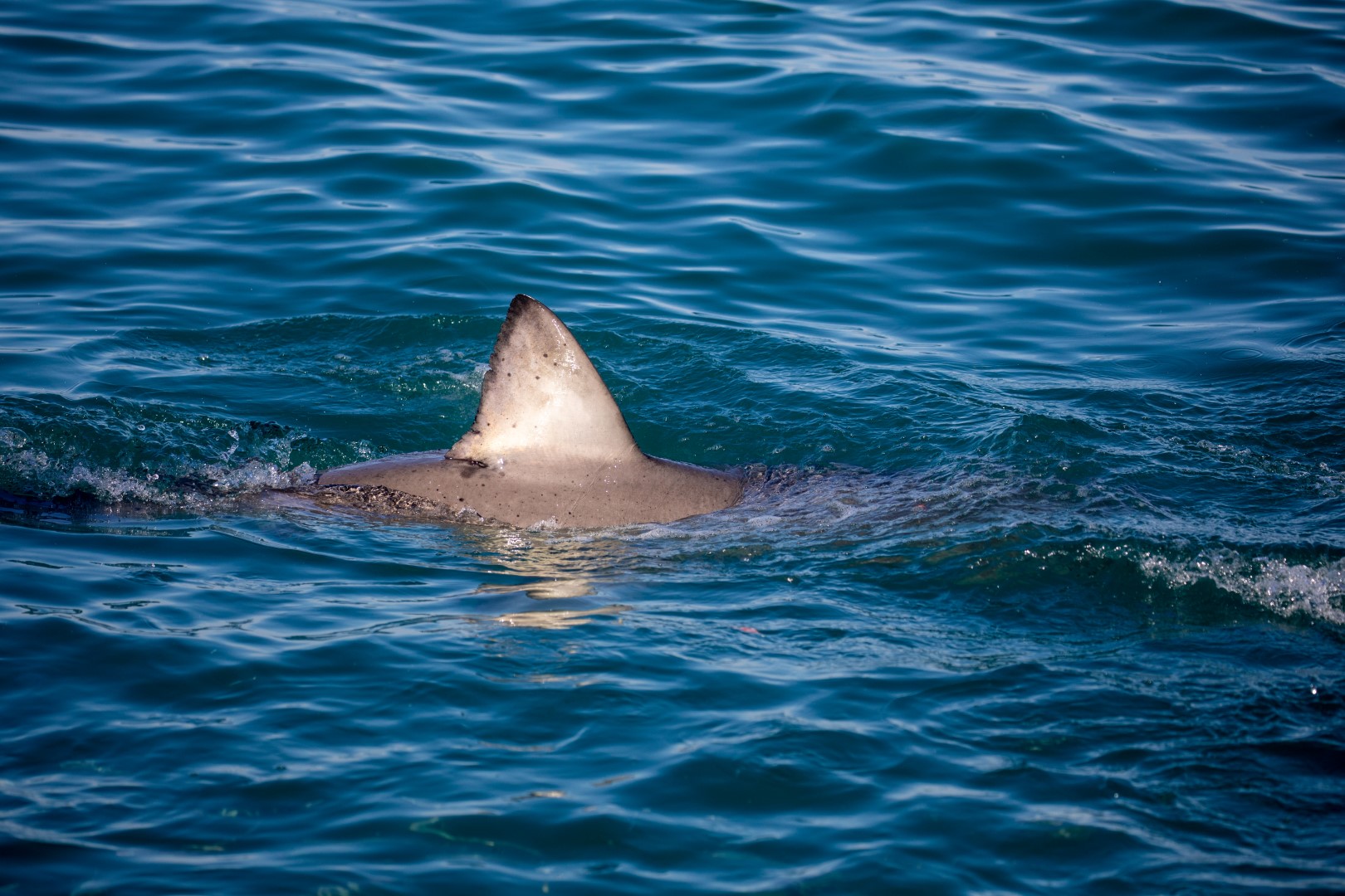 Aletas de tiburón en el agua de Gansbaai con dinámica oceánica