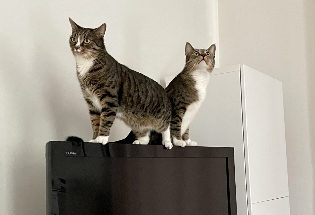 Lewis and Murray, two gray tabby cats with white bellies and white paws, standing on top of the TV and looking at the ceiling.