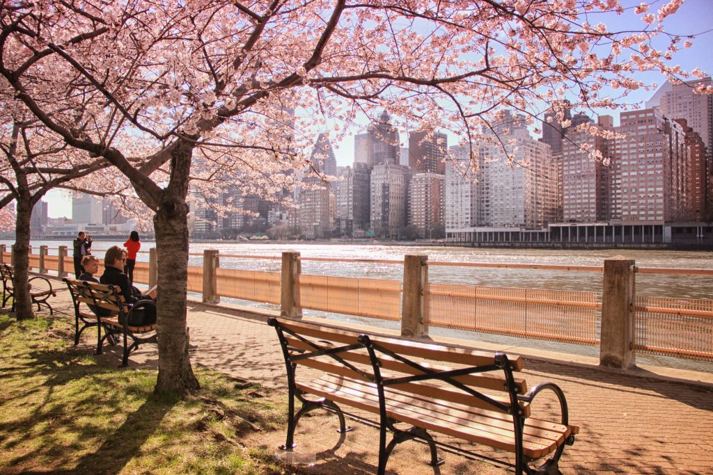 A bench along a river with a blooming cherry blossom tree next to it