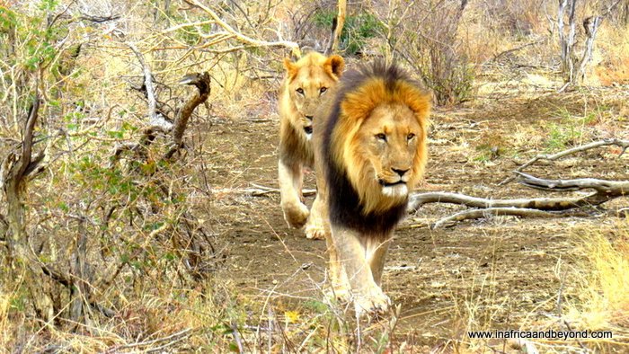 león en safari