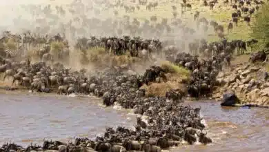 ¿Cuál es la diferencia entre Masai Mara y Serengeti?