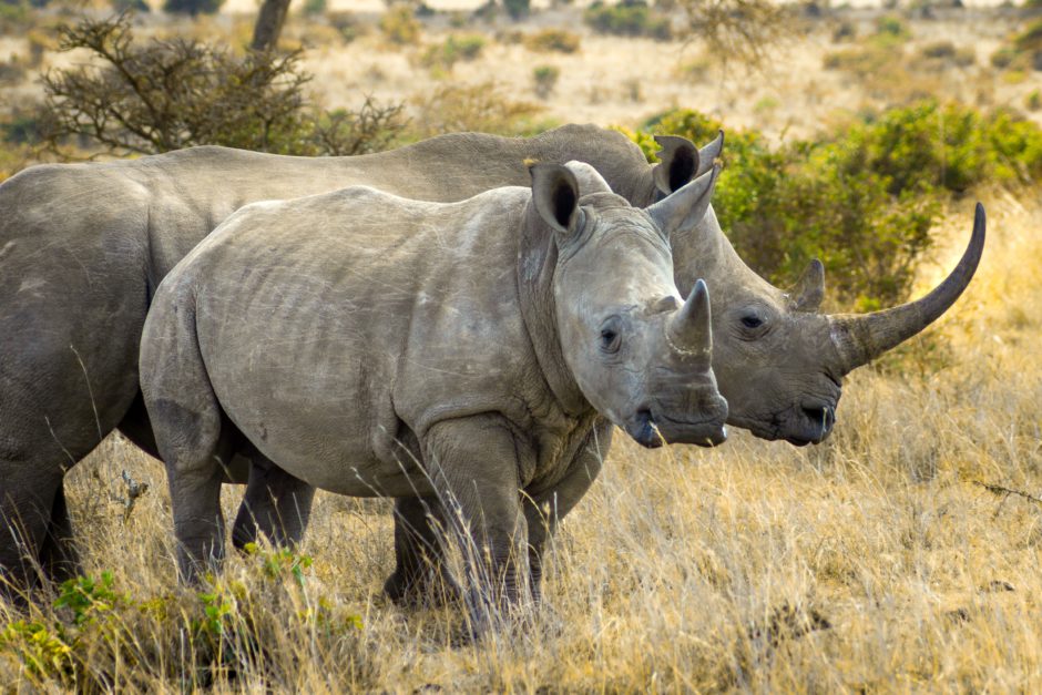 Dos rinocerontes: los rinocerontes africanos celebran el Día Mundial del Rinoceronte 2022