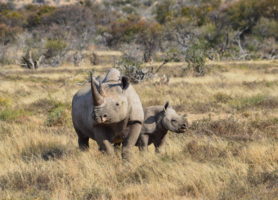 Madre de rinoceronte negro con bebé - Día Mundial del Rinoceronte 2022