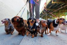 Cuidado de perros: caminatas pagas por hora para liderar el camino