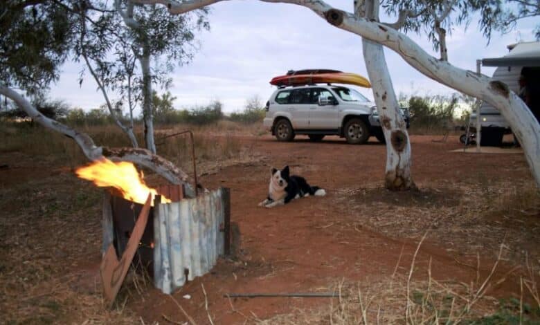 take a reactive dog camping