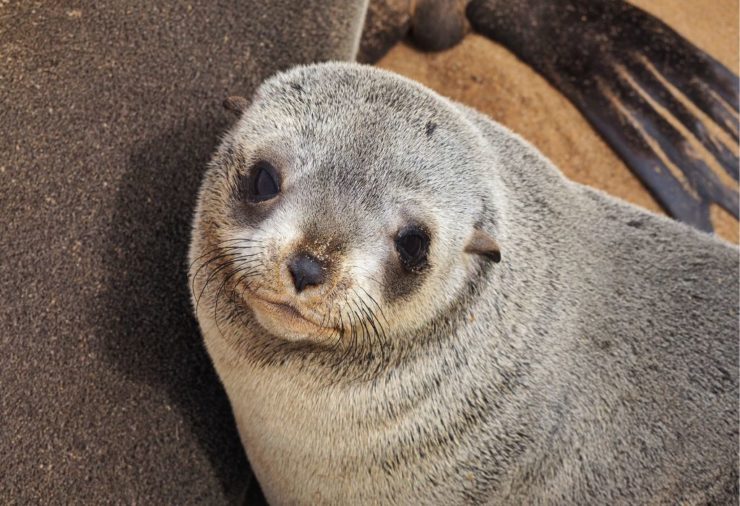 Colonia de focas de Cape Cross Namibia