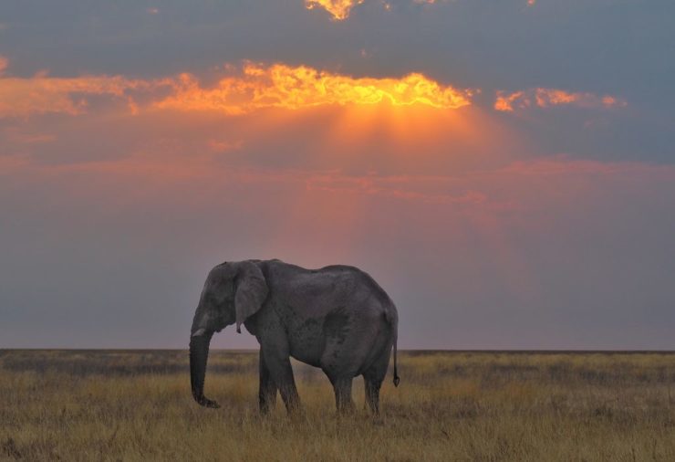 Elefantes en el Parque Nacional de Etosha, Namibia