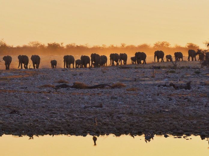 Abrevadero de Okaukuejo, Parque Nacional de Etosha
