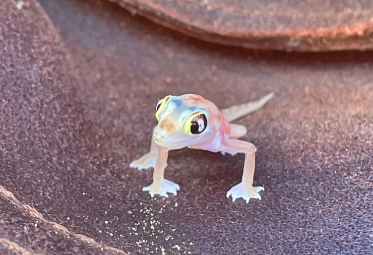 Gecko de arena de Namib