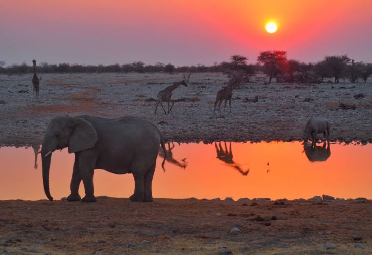 Abrevadero de Okaukuejo, Namibia