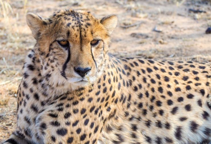 Guepardo en Naankuse, Namibia