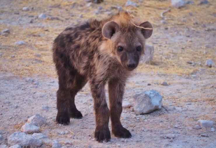 Hienas en Etosha, Namibia