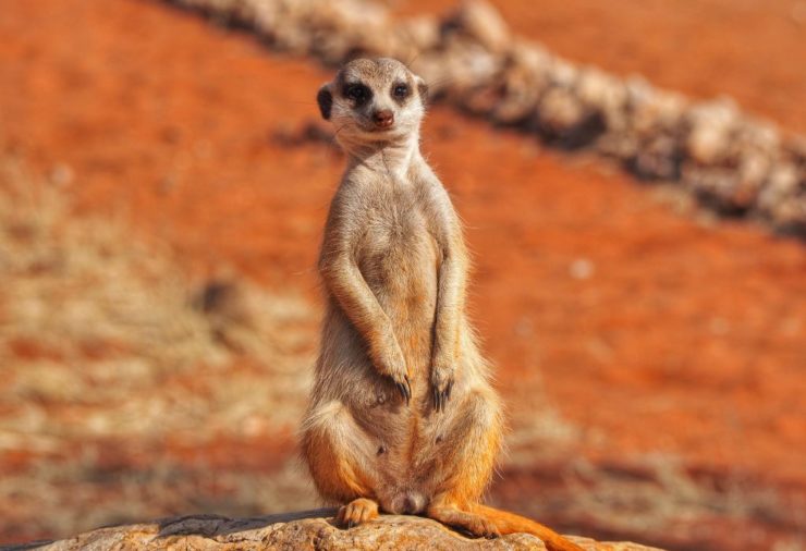 Mangosta, Namibia