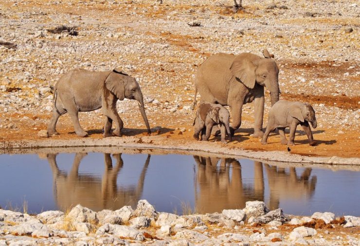 Elefantes en el Parque Nacional de Etosha
