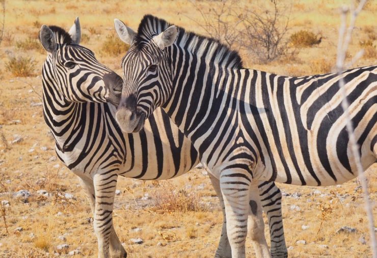 Cebras en el Parque Nacional de Etosha