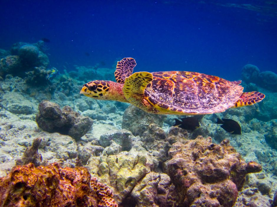 Qué hacer en las Seychelles: Experimente un momento mágico de la vida marina en las Seychelles
