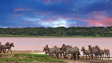 Seis formas en que los safaris africanos están cambiando vidas