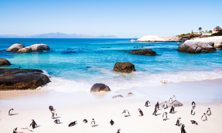 Pingüinos en Ciudad del Cabo