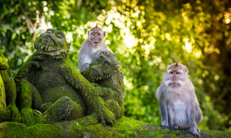 Bosque de monos, Ubud, Bali