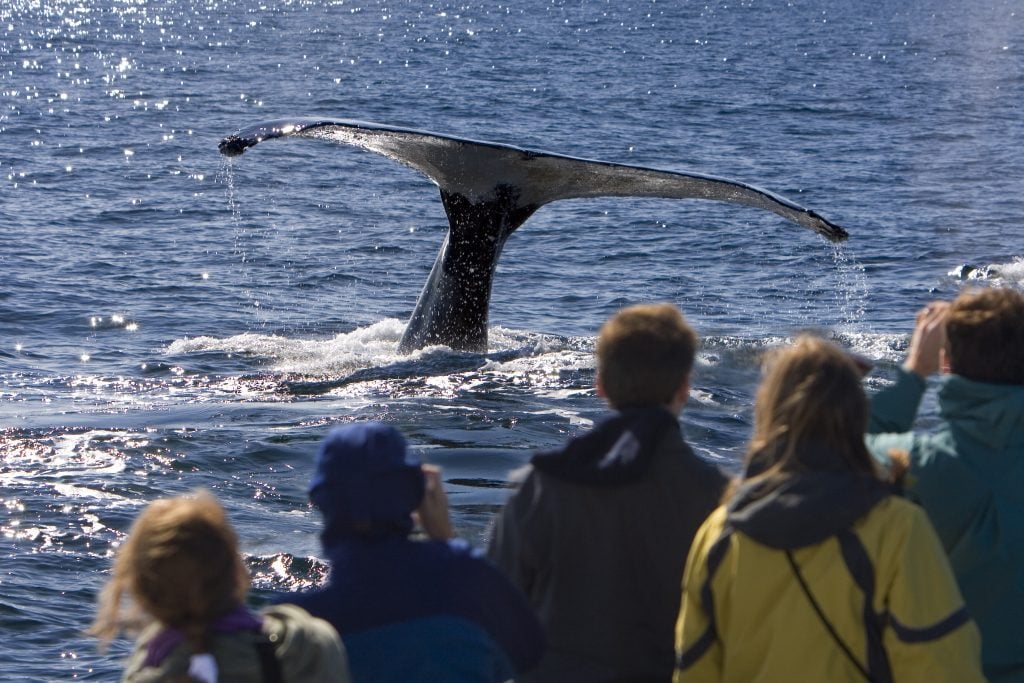 A group of people take photos of a whale tail descending into the water.