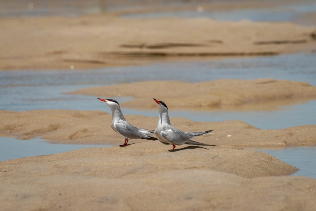 Two gray Common Tern birds with red beaks on the beach.