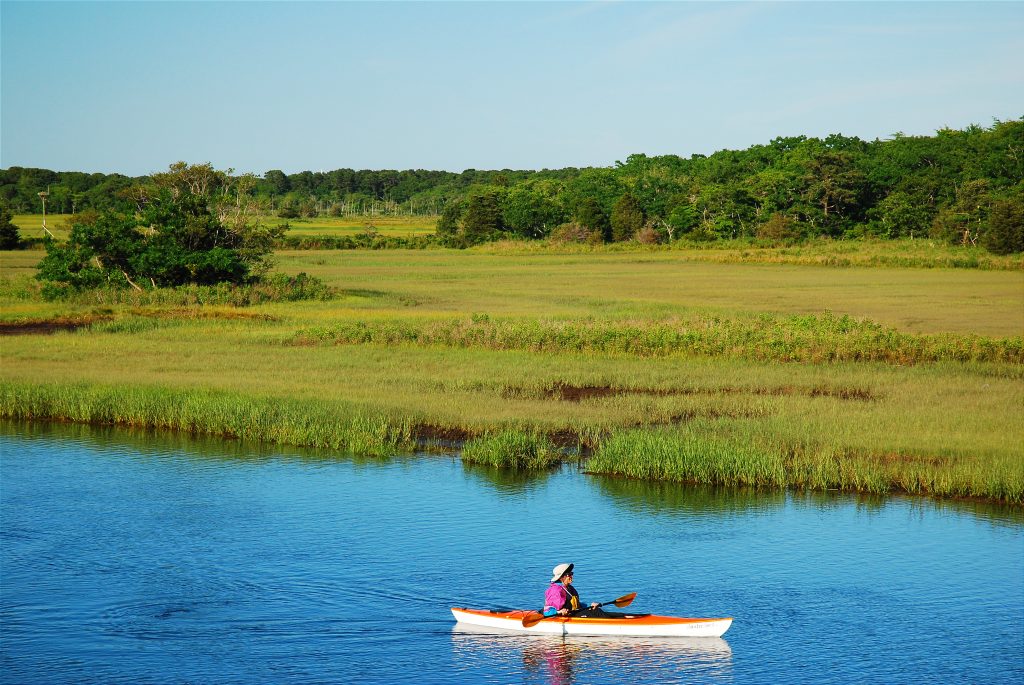 A person kayaking through a green marshy area.