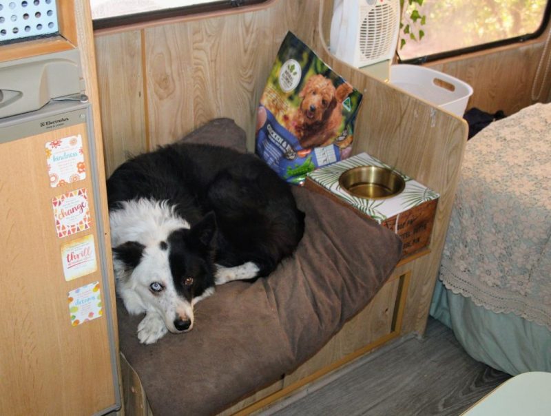 ¿Dónde debe dormir mi perro cuando acampa?