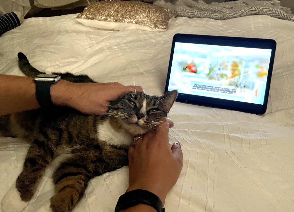 Lewis the gray tabby kitten having his cheeks rubbed by two hands as British Bake Off plays on a nearby iPad.